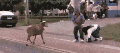 Funny Animated Gif pictures #170