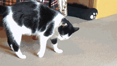 Funny Animated Gif pictures #296