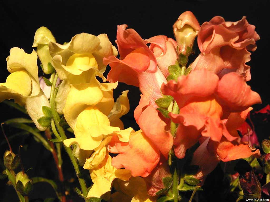 Fresh Flowers Desktop Wallpapers virtual pictures online # 6