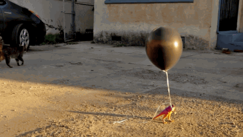 Funny Animated Gif pictures #172