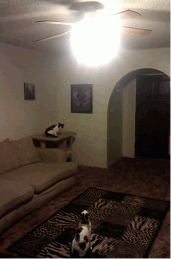 Funny Animated Gif pictures #253